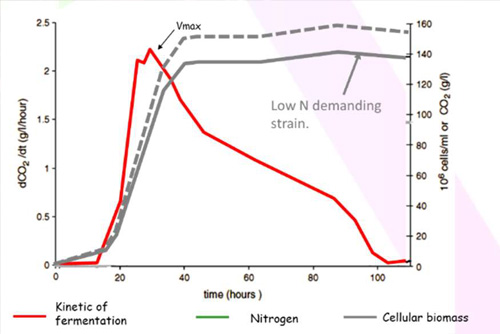 Assimilation of N and production of biomass