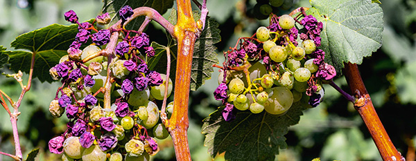 LOW INTERVENTION WINEMAKING